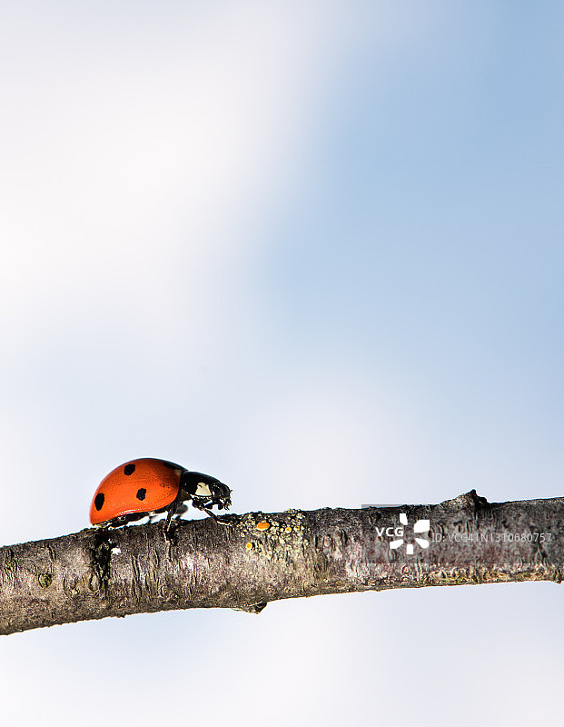 瓢虫在树枝上行走。蓝白色背景上带黑点的红色昆虫。放大照相图片素材