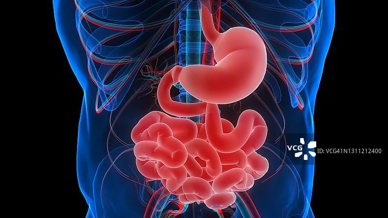 人体消化系统胃与小肠解剖图片素材