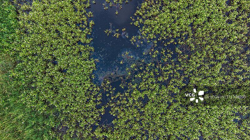 无人机拍摄的湿地区域与受污染的水和可见的浮油图片素材