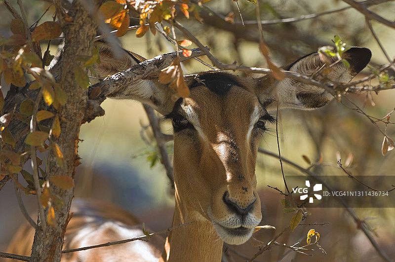 奥卡万戈三角洲莫雷米丛林中的雌性黑斑羚图片素材