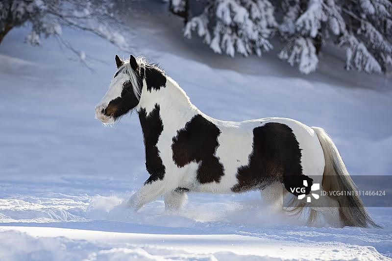 花衣匠母马在奥地利的深雪中奔跑图片素材