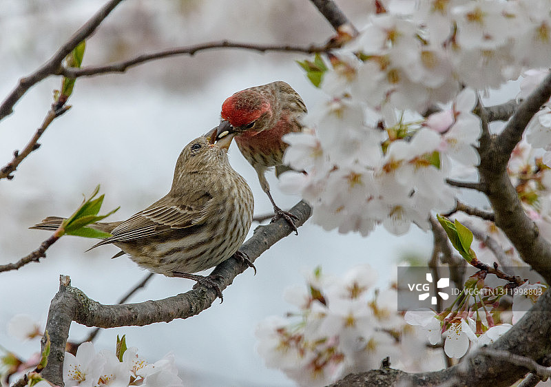 家雀吃樱花图片素材