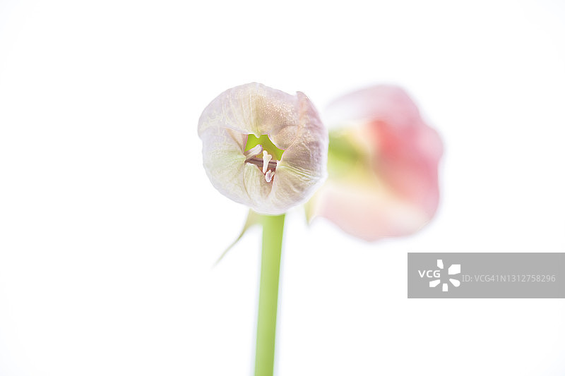 孤挺花的花蕾。盆栽植物。(白色背景)图片素材