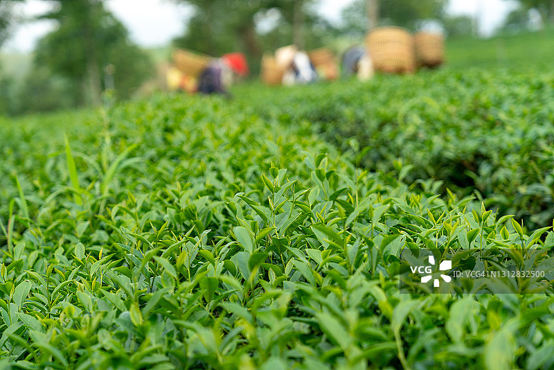 年轻的茶叶和茶叶农场从Bảo Lộc，越南-高质量图片素材