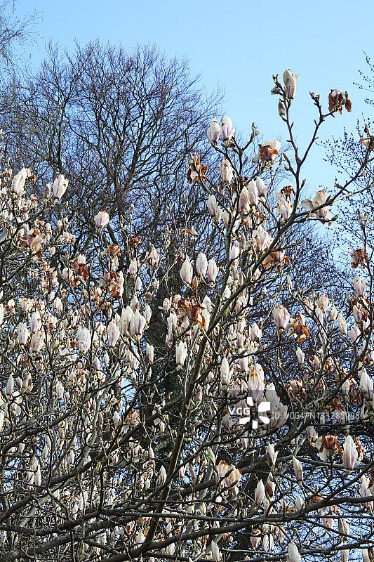 英国花园，木兰树上的花被霜冻严重损坏。图片素材