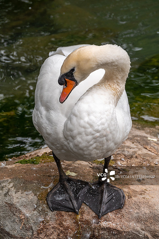 一只优雅的红嘴白天鹅站在池塘的岸边图片素材