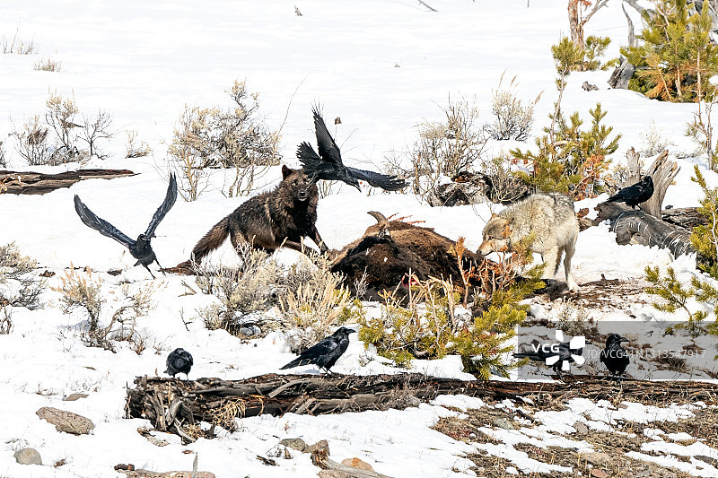 黄石国家公园里，一只黑色的马皮提灰狼正在驱赶乌鸦图片素材