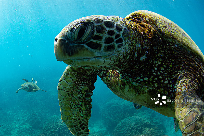 水下的绿海龟图片素材