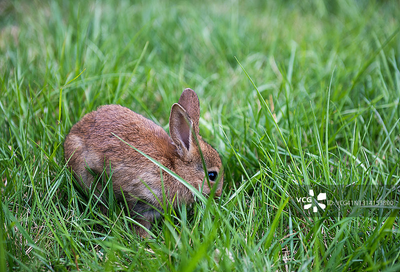 小兔子在绿草地上图片素材