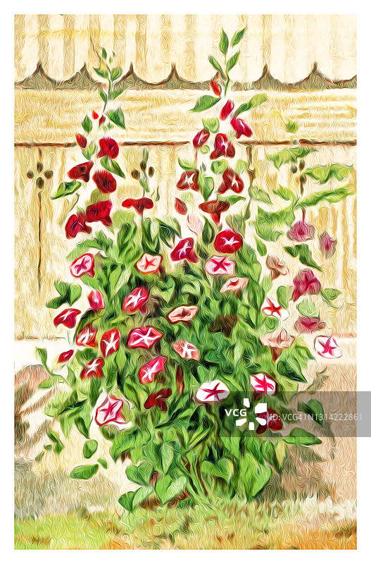古老的攀缘植物，番石榴色印刷术插图图片素材