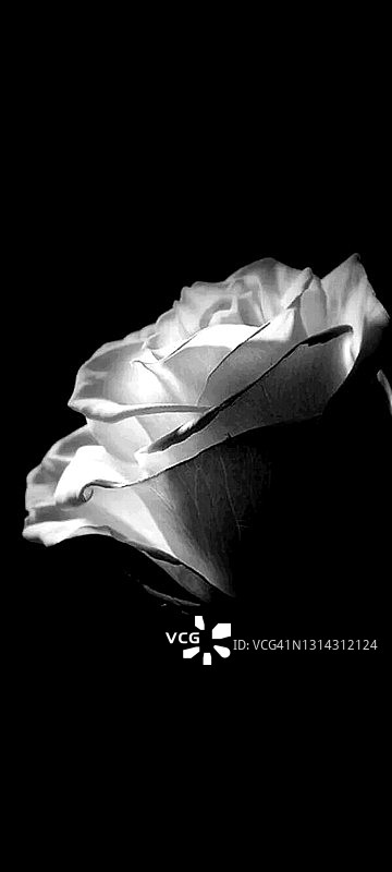 黑色和白色的玫瑰图片素材