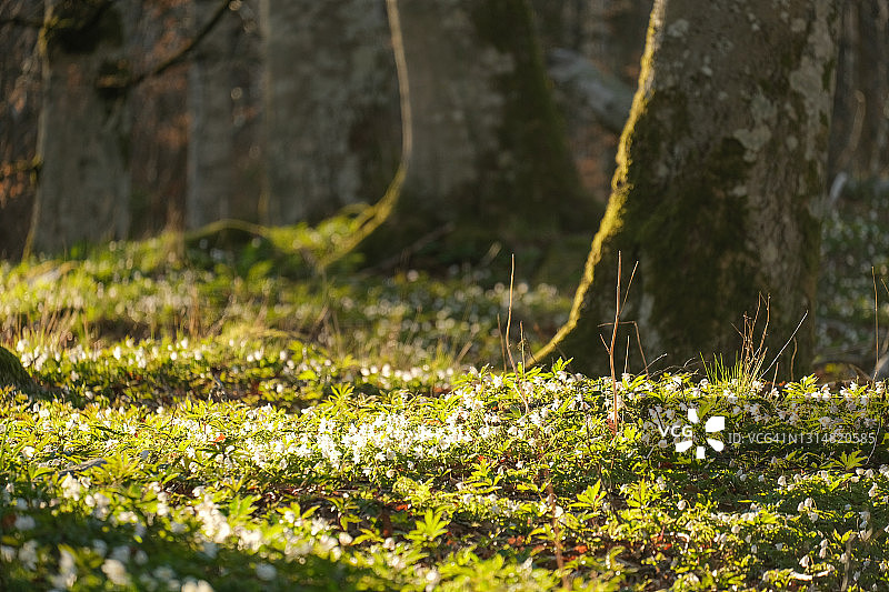 春天傍晚阳光下山毛榉林中的白色海葵图片素材