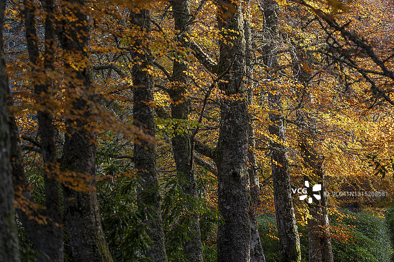 秋天，苏格兰凯恩戈姆，一条穿过迷人森林的小路图片素材