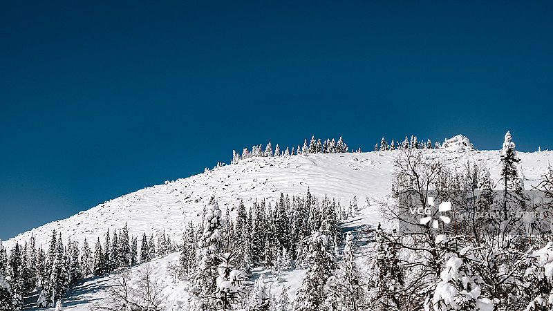 雪山山坡上的针叶林。冬天的风景是冰雪覆盖的冷杉树图片素材