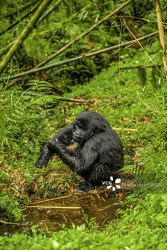 一只年轻的山地大猩猩(白令盖大猩猩)坐在河边图片素材