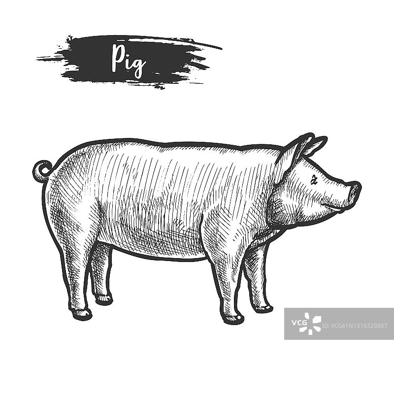 猪或猪肉动物的复古素描。小猪,小猪图片素材