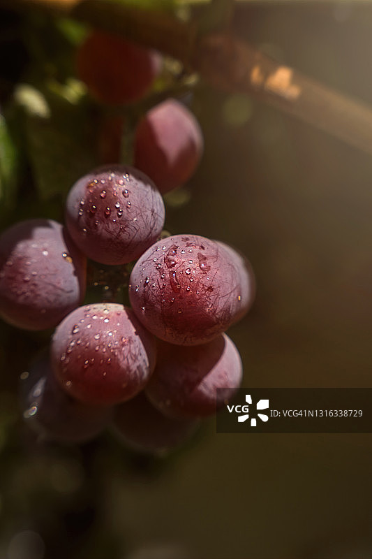 在早晨的葡萄园里，成熟的多汁甜麝香葡萄果实。露珠中的浆果图片素材