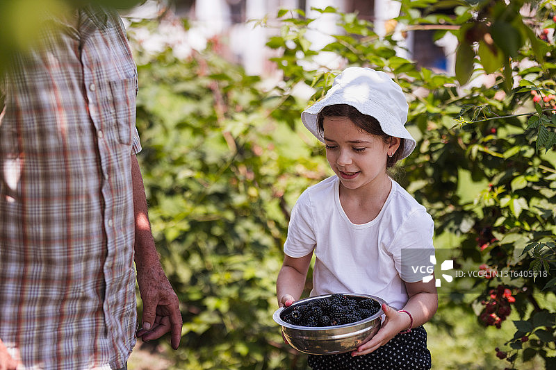 兴高采烈的小女孩拿着一碗黑莓图片素材