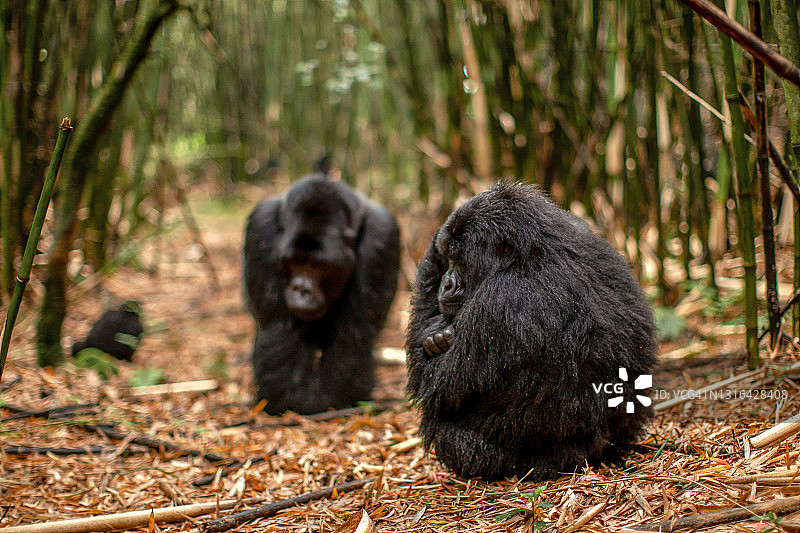 幼年山地大猩猩(白令盖大猩猩)在竹子中间休息的侧面图片素材