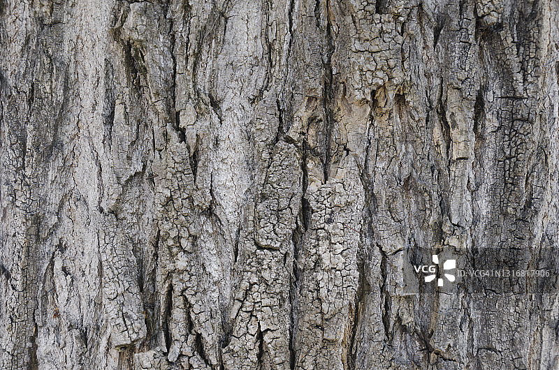 完整的设置一个树干的木材纹理图片素材