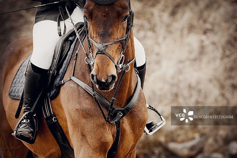 马术运动。肖像运动棕色种马在笼头。马镫上骑手的腿，骑在马上。图片素材