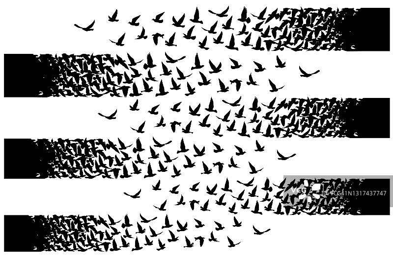 飞翔的鸟儿在白色的背景上剪影。矢量插图。孤立的鸟飞。纹身设计。图片素材