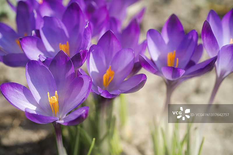 在春天开花。紫色的番红花盛开在户外特写图片素材
