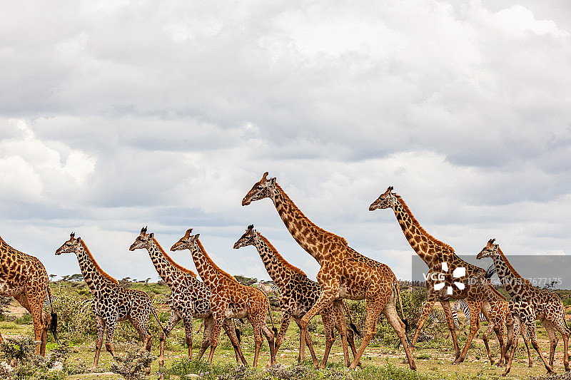 马赛长颈鹿群在野外图片素材