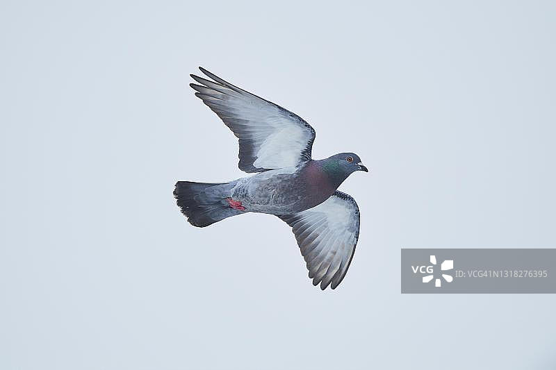 德国巴伐利亚州飞行的鸽子图片素材