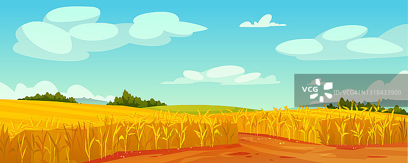 乡村夏季景观，田野上的成熟小麦山丘和山谷，乡村景观树木，森林全景的背景。有机谷物，黑麦或燕麦谷类植物，麦芽丰富肥力，农业图片素材