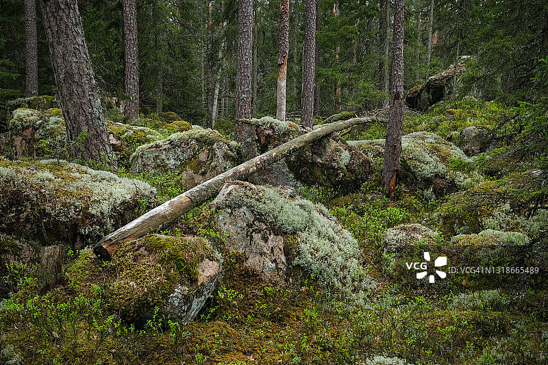 森林环境中的原始森林在春天的白天图片素材