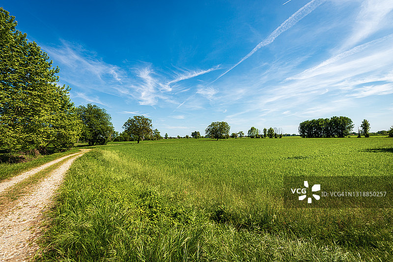 春天的绿色麦田——意大利伦巴第的巴丹平原或波谷图片素材