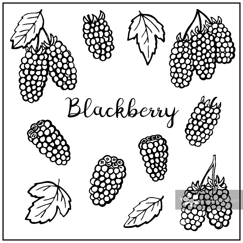 配黑莓，浆果，树叶。图形手绘雕刻风格。包装上的涂鸦插图，菜单卡，海报，印刷品。孤立的白色背景。图片素材