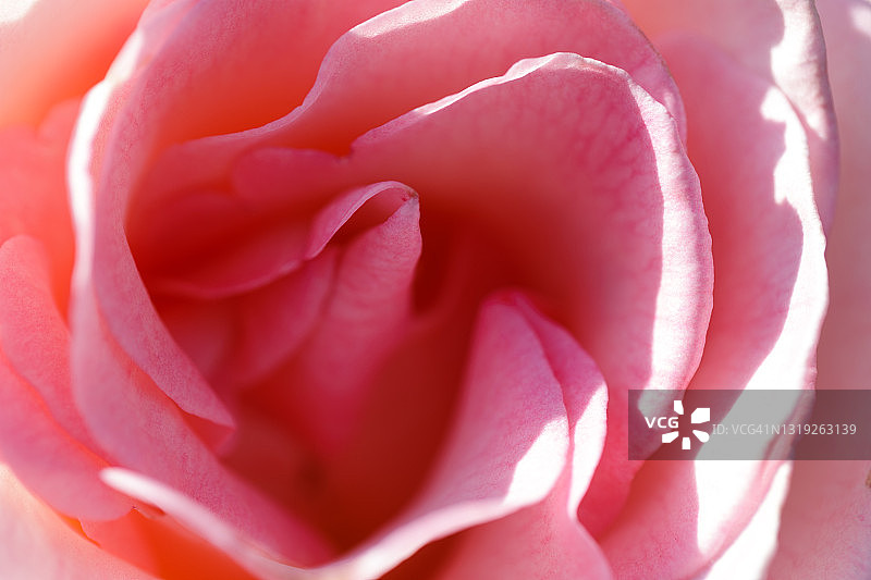 “粉红承诺”杂交茶玫瑰盛开图片素材
