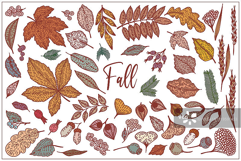 秋天的森林——浆果、花朵、树枝、树叶都是手绘的，涂鸦的图形。矢量插图。孤立在白色背景上。秋天的设置。彩色时尚的平面设计。用于纺织品，墙纸，卡片图片素材
