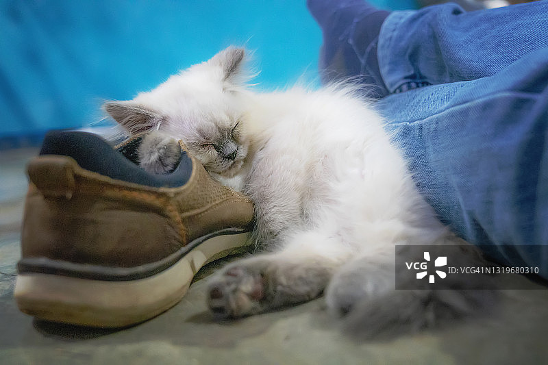 蓝色喜马拉雅小猫睡在鞋上图片素材