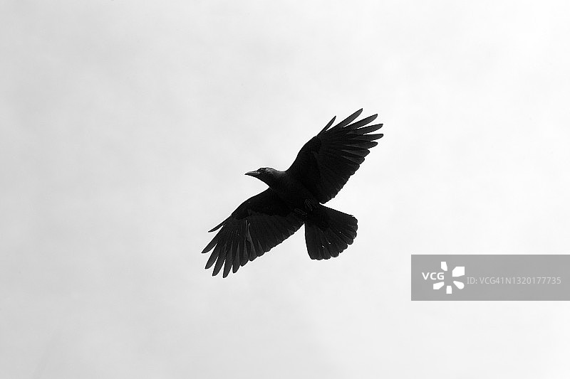 乌鸦在天空中飞翔图片素材