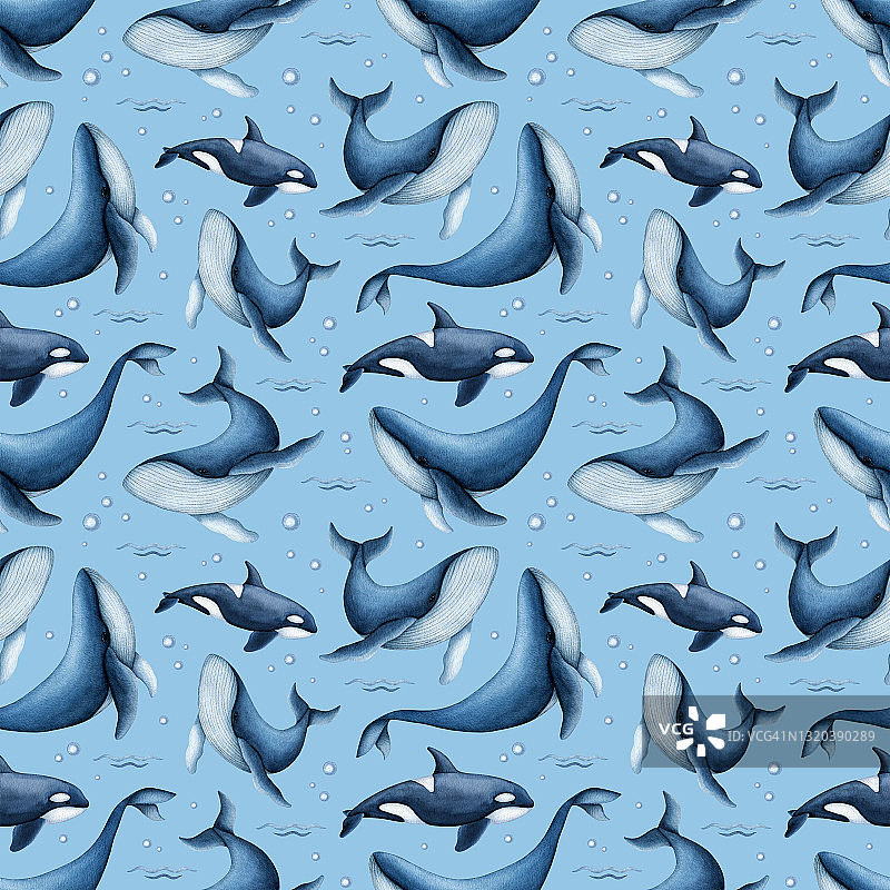 水彩蓝鲸和虎鲸(虎鲸)无缝模式。手绘海洋生物插图。野生水下哺乳动物。海洋背景设计儿童印花图片素材