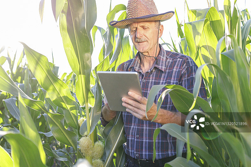 老年农民在玉米地里使用数字平板电脑图片素材