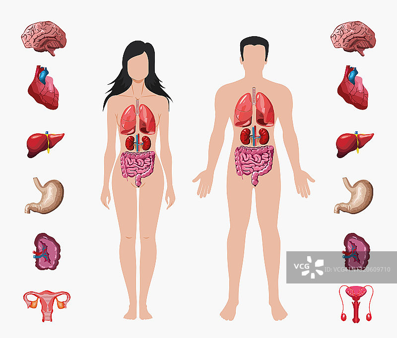 人体解剖学。男性和女性的身体与器官系统图。医学目视、教具、导学教育理念。图片素材