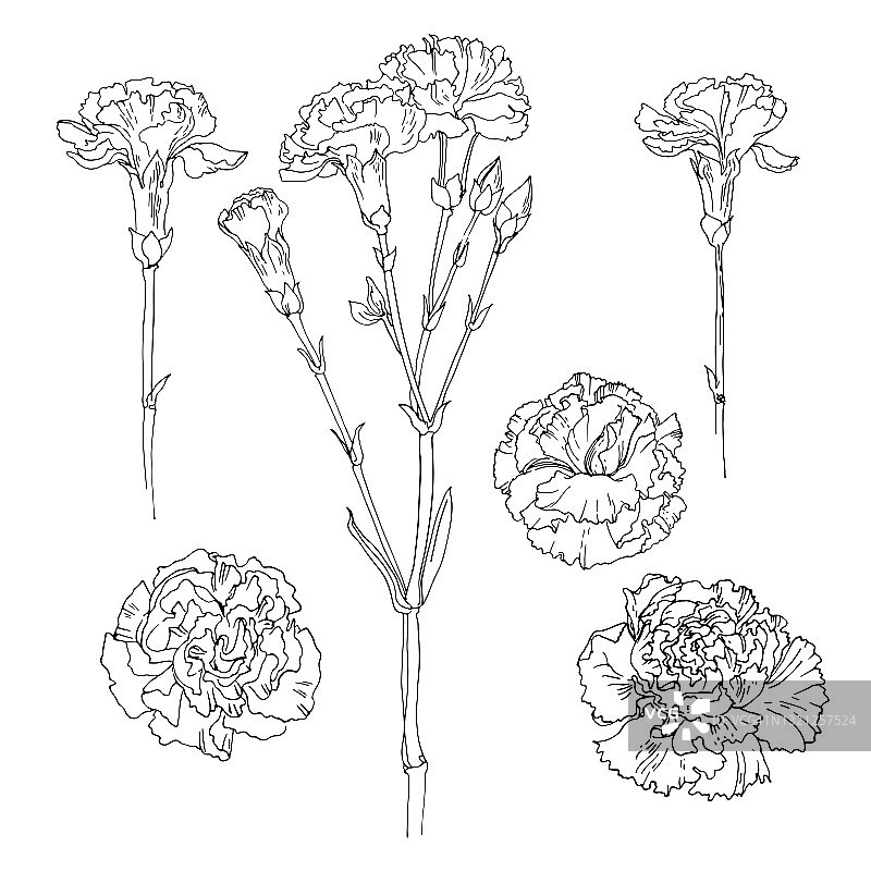 康乃馨向量素描花的线在白色的背景。装饰图片素材
