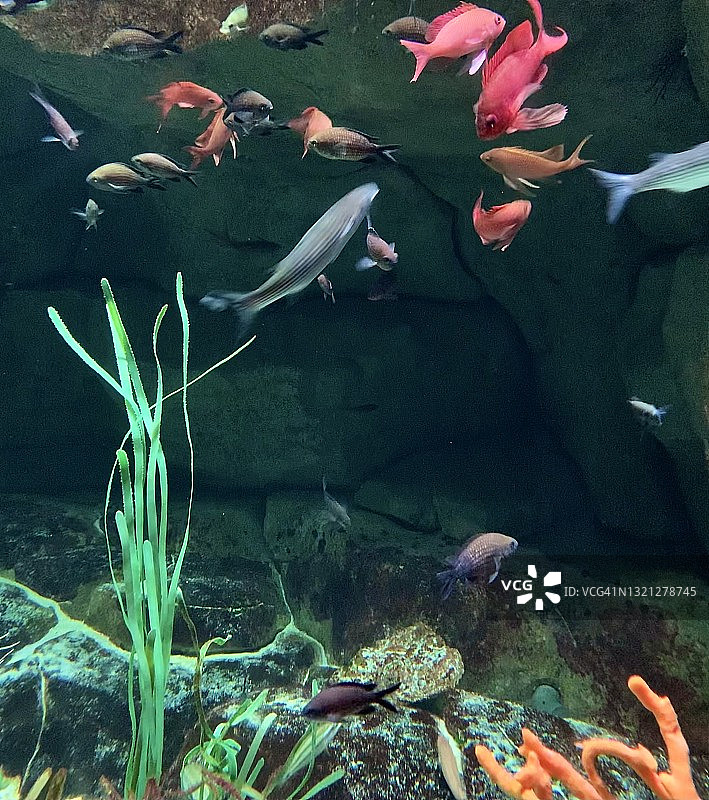 霓虹色热带鱼。图片素材