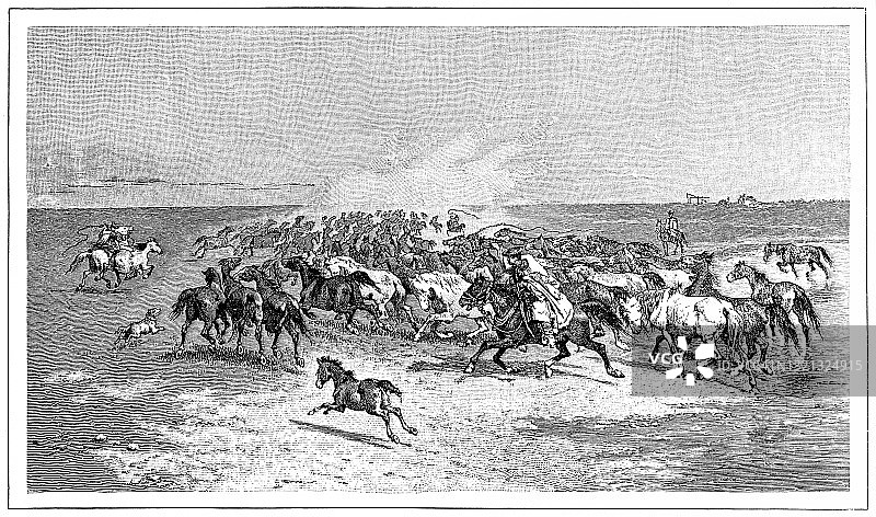 一群被牛仔追逐的野马图片素材
