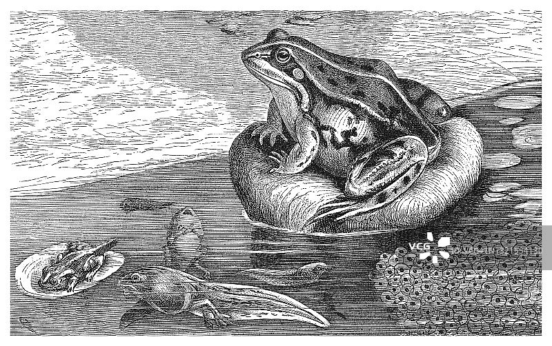 古老的可食蛙、普通水蛙、绿蛙(Pelophylax kl. esculentus, Pelophylax esculentus, Rana esculenta)雕刻插图图片素材