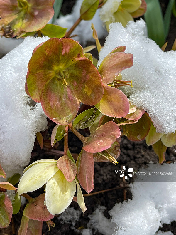盛开的西藏嚏根草花与雪在爱德华兹花园春天，加拿大多伦多图片素材