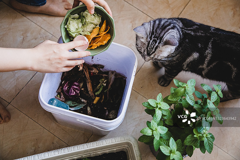 一名亚洲妇女在一只好奇的猫的陪伴下，将有机食物残渣倒进堆肥箱图片素材