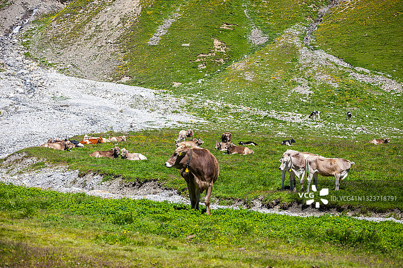 瑞士山区的奶牛图片素材