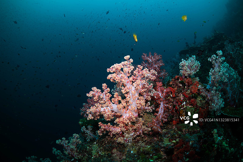 色彩鲜艳的软珊瑚图片素材