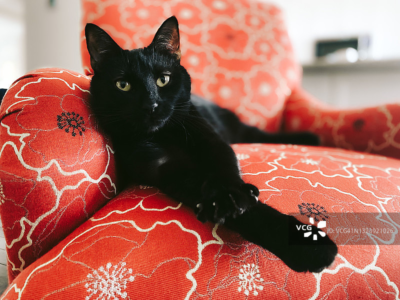 黑猫在红椅子上休息图片素材