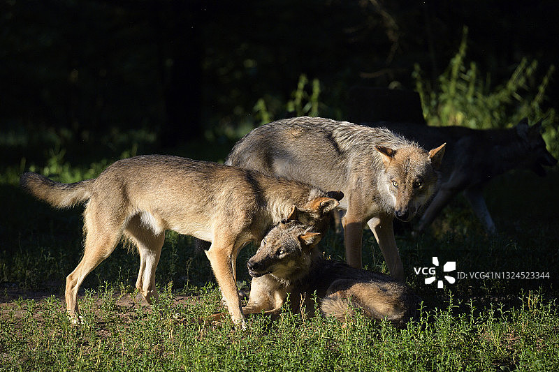 狼，狼人，夏天有三只狼图片素材